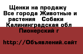 Щенки на продажу - Все города Животные и растения » Собаки   . Калининградская обл.,Пионерский г.